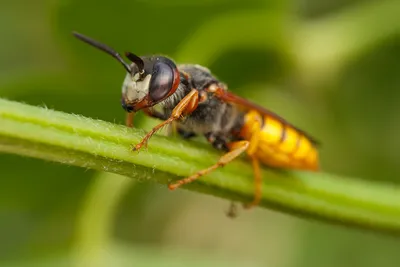 Фотографія Пчелиный волк (Philanthus triangulum) в полете / Andrii Snehir /  photographers.ua