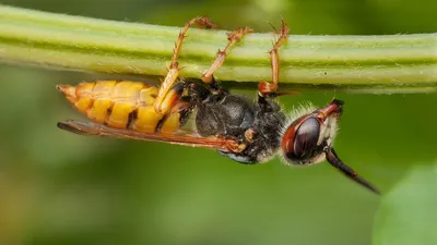 MacroID.RU - пчелиный волк...