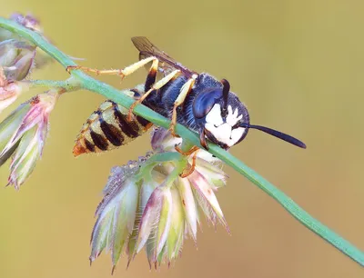 Филанты, или пчелиные волки. Philantus triangulum. | BirdWatch.by