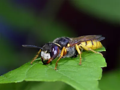 пчелиный волк (филант) - Philanthus triangulum