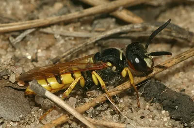 Филанты, или пчелиные волки. Philantus triangulum. | BirdWatch.by