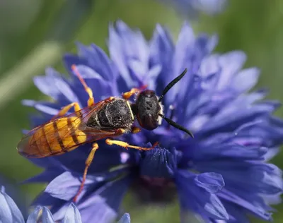 Пчелиный волк (Philanthus triangulum). Фото на сайте \"Грибы: информация и  фотографии\"