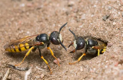 Пчелиные волки (Philanthus) - Picture Insect