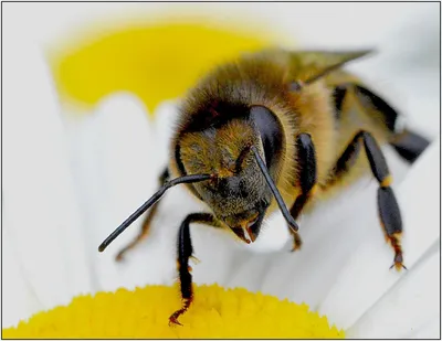 Пчелы фото картинки - 64 фото