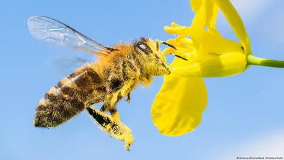 Почему вымирают пчелы? – DW – 20.05.2021
