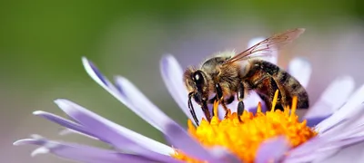 Почему пчелы необходимы людям и планете