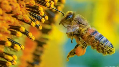 Пчелы за решеткой – DW – 26.04.2019