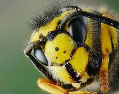 Сколько у пчелы глаз | Вокруг Света
