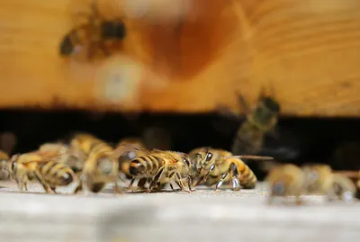 Правда ли все пчелы погибают после того, как ужалят? — Russian Traveler