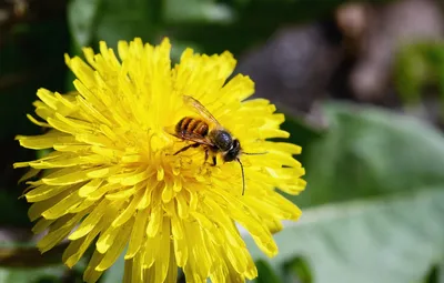Пчелы фотографии