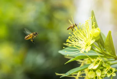 Пчелы — это гораздо больше, чем мед»: почему они важны для человечества -  HSE Daily