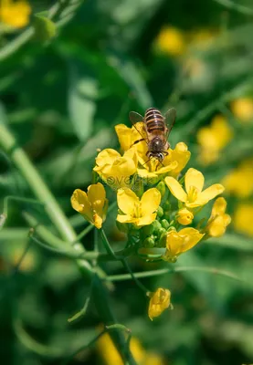 Пчелы собирают мед изображение_Фото номер 501554294_JPG Формат  изображения_ru.lovepik.com