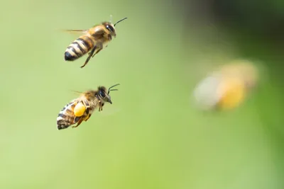Как пчелы общаются друг с другом? | Животные | ШколаЖизни.ру