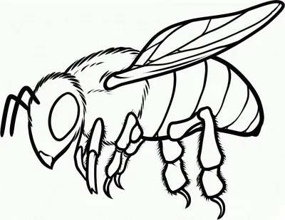 Рисунок пчелы для срисовки - 77 фото