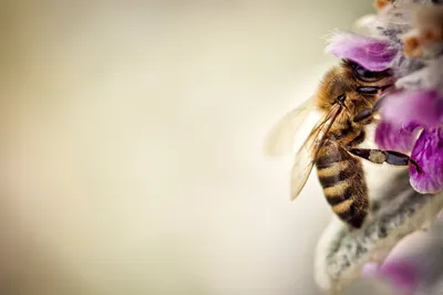 Фон для презентации пчелы - 35 фото