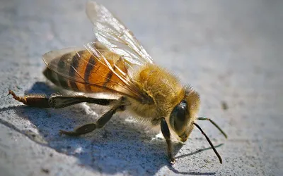 Нежные» пчелы-убийцы могут спасти сородичей по всему миру - Индикатор