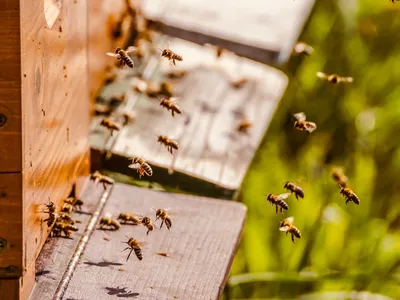 В России снова массово гибнут пчелы – Агроинвестор
