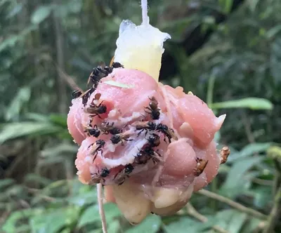 На Коста-Рике пчелы-падальщики отрастили зубы и питаются мясом