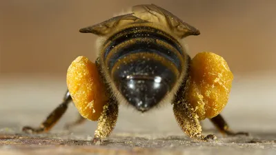 Ученые показали, почему пчелы не роняют нектар по дороге в улей — Naked  Science
