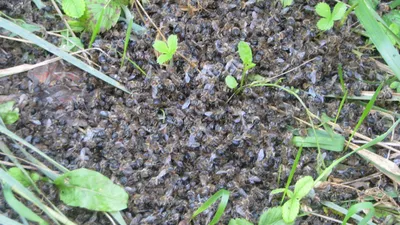 Массовый падеж: тысячи пчел погибли на юге Казахстана - 04.04.2023, Sputnik  Казахстан