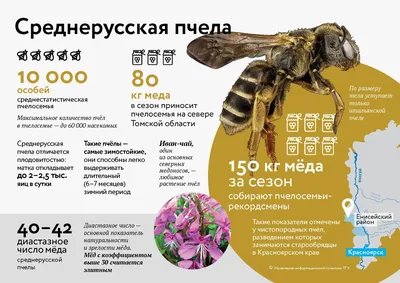 Томские ученые воссоздали племенное ядро чистопородной среднерусской пчелы  - Томский Обзор – новости в Томске сегодня