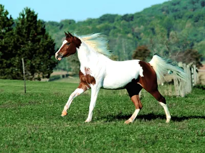 Horse colours. Масти лошадей. Pinto colour. Пегая масть. Piebald colour -  вороно-пегая. Scewbald - гнедо-пегая. | By English for horse lovers |  Facebook