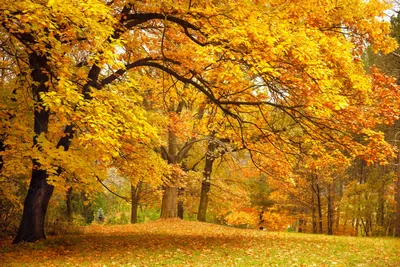 Купить фотообои Осенний пейзаж (#2042) | заказать в каталоге интернет  магазина с ценой и фото