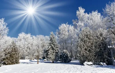 Обои солнце, деревья, елки, winter, snow, зимний пейзаж картинки на рабочий  стол, раздел природа - скачать