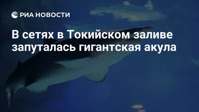 Какая акула является самой большой в мире? - Telegraf.news