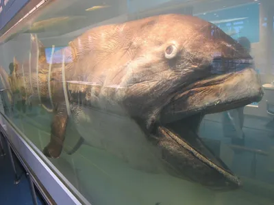 Файл:Megamouth shark Megachasma pelagios.jpg — Википедия