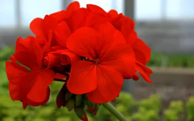 Картинка Пеларгония красная » Пеларгония » Цветы » Картинки 24 - скачать  картинки бесплатно
