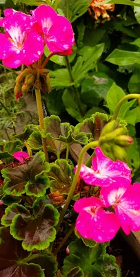 Герань / Пеларгония (Pelargonium) - хороша и на подоконнике и в летнем саду