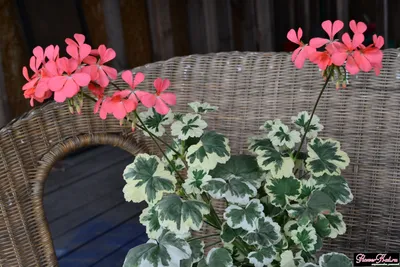 Пеларгония сорт Frank Headly «Френк Хедли» укоренённый черенок - Всё о  цветах для Вашего сада