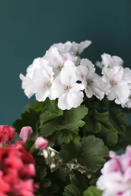 Пеларгония Грандифлора (Pelargonium) 25 см по выгодной цене в Минске,  купить Цветущие комнатные растения с доставкой в интернет-магазине Cvetok.by