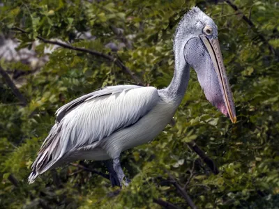 Flying Pelican – Photography by Mark H. Brown