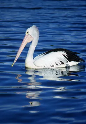 Spot-billed Pelican - eBird