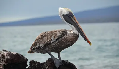 Dalmatian pelican - Wikipedia