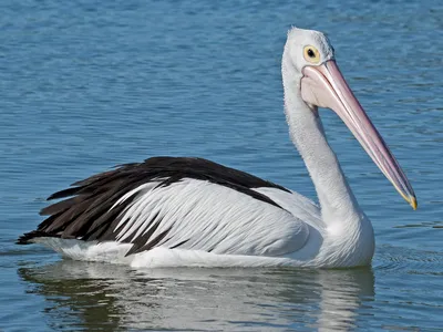 Australian Pelican - The Australian Museum