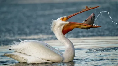 Australian Pelican - eBird