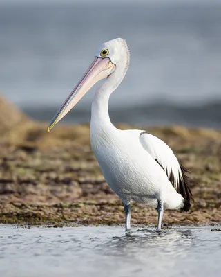 Australian pelican - Wikipedia