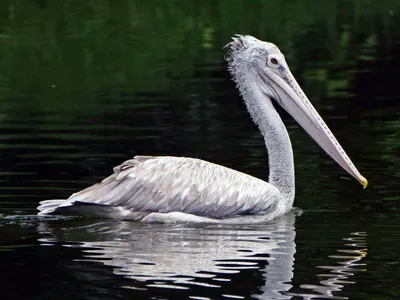 Does a Pelican's Bill Hold More Than Its Belly Can? | HowStuffWorks