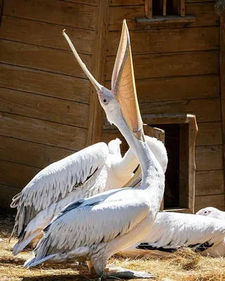 Spot-billed Pelican - eBird