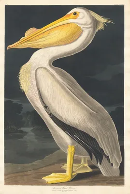 American White Pelican | Saint Louis Zoo