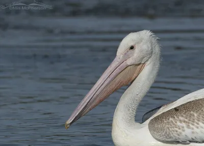 Juvenile American White Pelican at Bear River MBR - Mia McPherson's On The  Wing Photography