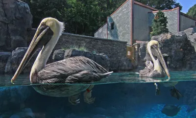 Pelican Facts: Habitat, Behavior, Diet