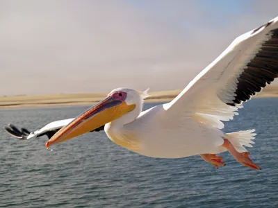 Pelican - Wikipedia