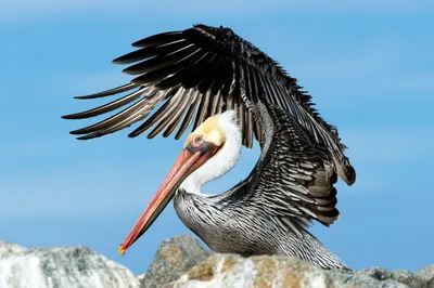 American White Pelican