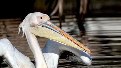 Juvenile American White Pelican at Bear River MBR - Mia McPherson's On The  Wing Photography