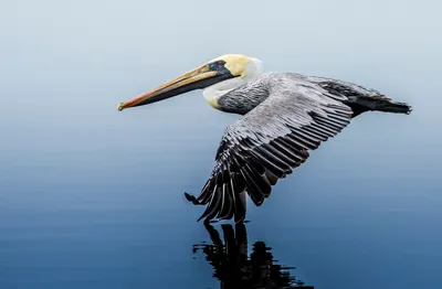 Brown pelican | Smithsonian's National Zoo and Conservation Biology  Institute