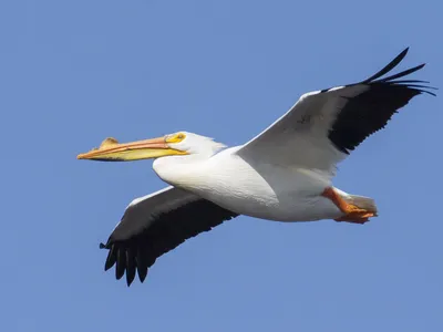 Brown pelican | Animals | Monterey Bay Aquarium